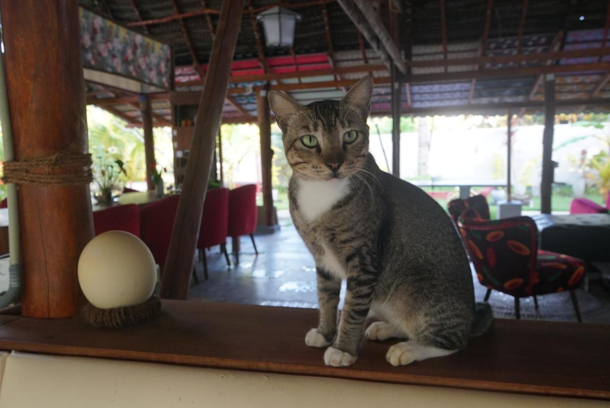 Red Coconut Villa เบนโตตา ภายนอก รูปภาพ
