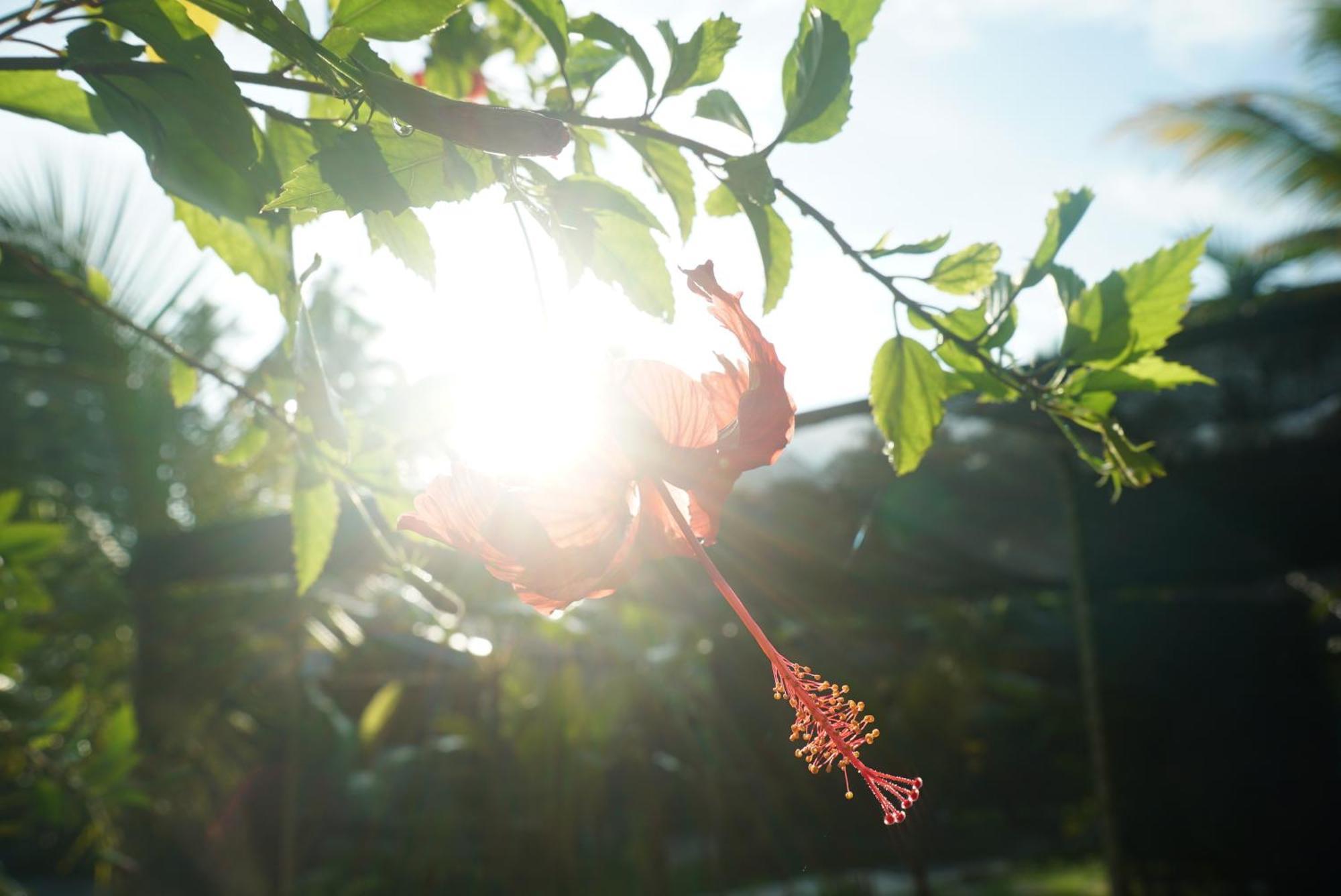 Red Coconut Villa เบนโตตา ภายนอก รูปภาพ