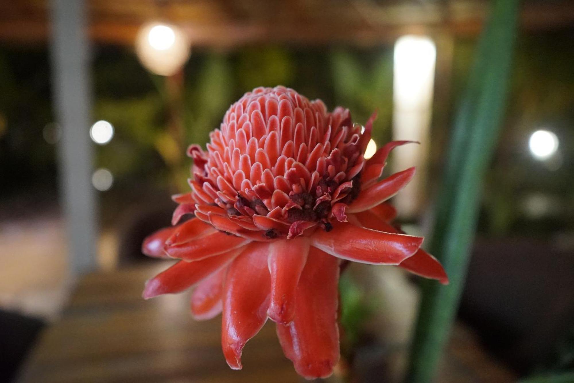 Red Coconut Villa เบนโตตา ภายนอก รูปภาพ